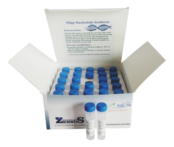 Customized Oligonucleotide DNA Primer